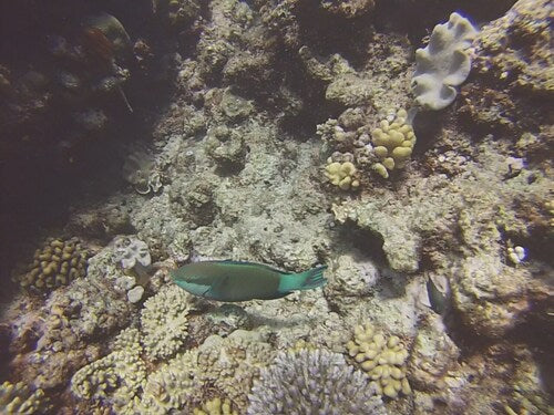 Bridled-Papageifisch — Bild 4 von 8