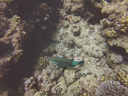 Bridled-Papageifisch — Bild 3 von 8
