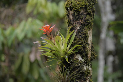 Bromelien — Bild 2 von 8