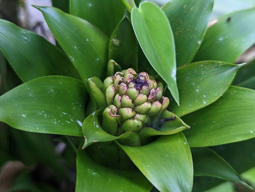 Bromelien — Bild 5 von 8