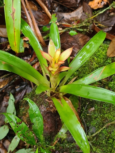 Bromelien — Bild 4 von 8