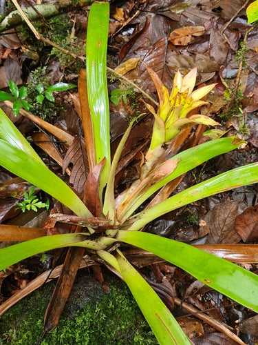 Bromelien — Bild 3 von 8