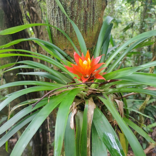 Bromelien — Bild 1 von 8