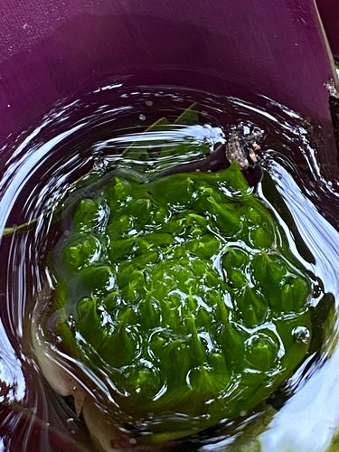 Bromeliengewächse — Bild 3 von 8
