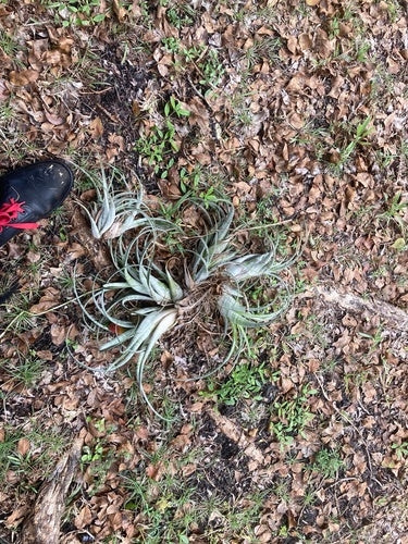 Bromeliengewächse — Bild 1 von 8
