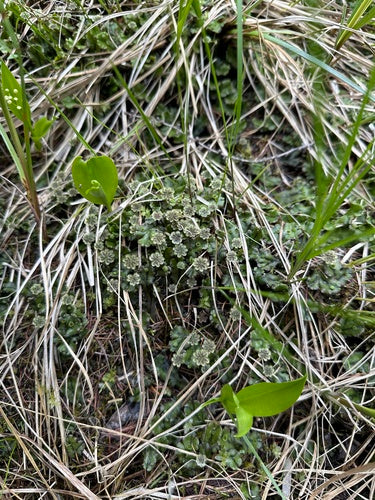 Brunnenlebermoos — Bild 5 von 10