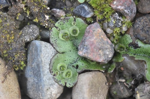 Brunnenlebermoos — Bild 4 von 10