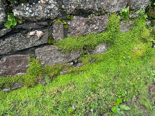 Bubikopf — Bild 3 von 9