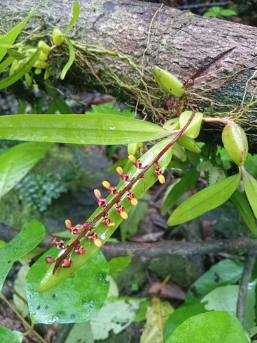 Bulbophyllum-Orchidee — Bild 2 von 2
