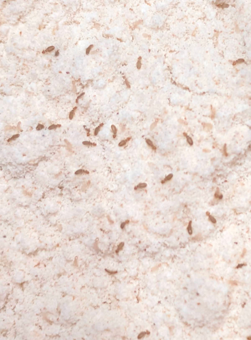 Zahlreiche kleine Staubläuse krabbeln auf einer hellen Schüttung aus Mehl. Sie sind gut erkennbar und typische Bewohner von Vorratskammern.