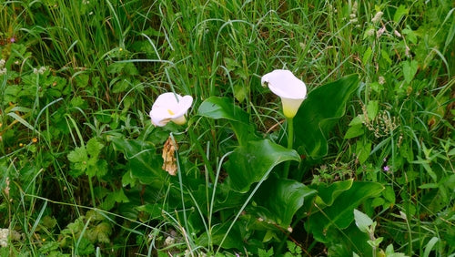Calla — Bild 5