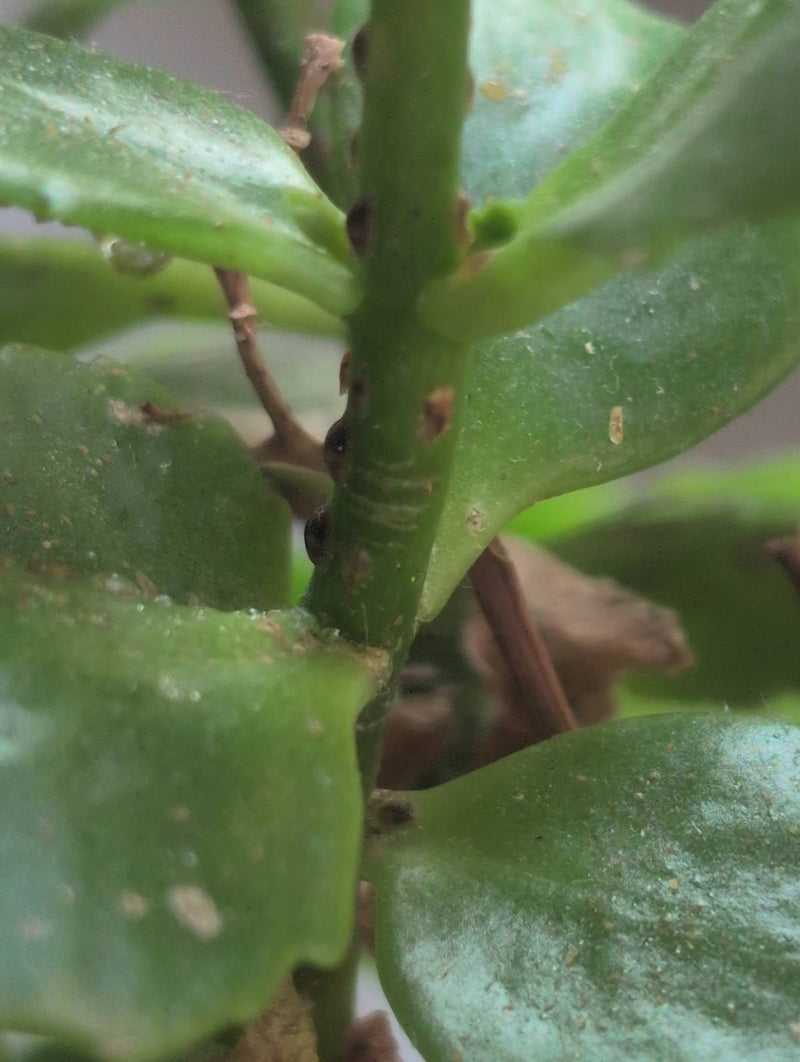 Mehrere braune Napfschildläuse sitzen eng aneinandergereiht am grünen Stängel einer Zimmerpflanze. Die wölbigen Insekten sind gut erkennbar.