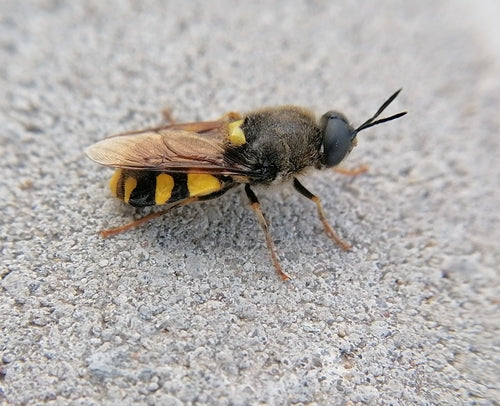Chamäleon-Waffenfliege — Bild 5 von 9