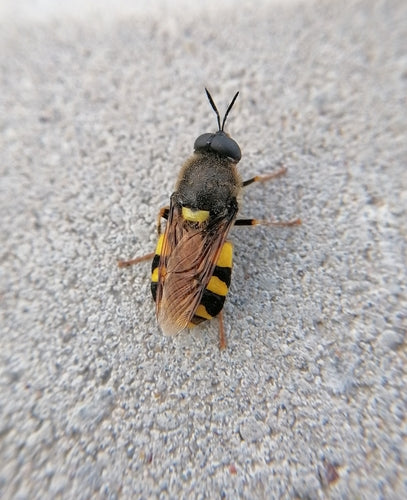 Chamäleon-Waffenfliege — Bild 4 von 9