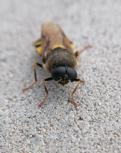 Chamäleon-Waffenfliege — Bild 3 von 9