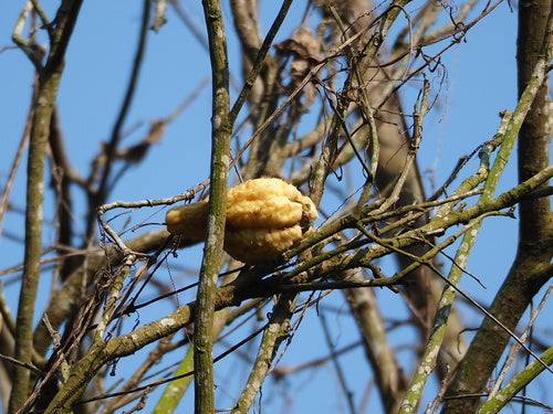 Chayote — Bild 3 von 8