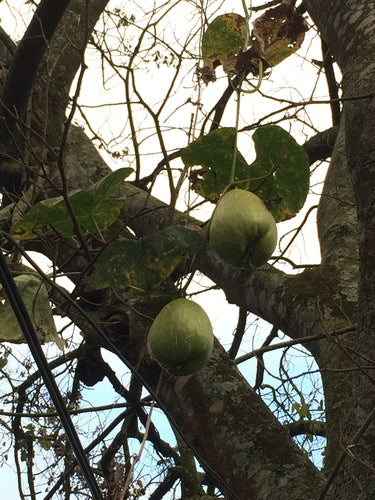 Chayote — Bild 1 von 8