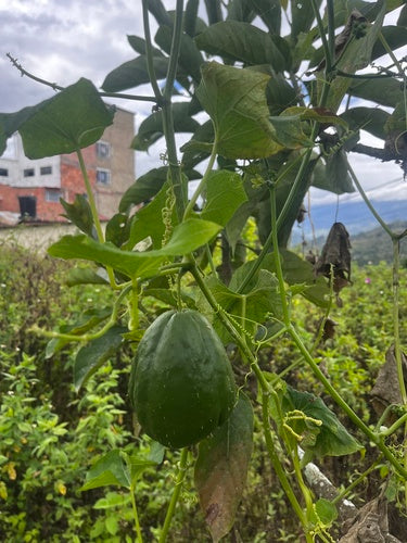 Chayote — Bild 2 von 8