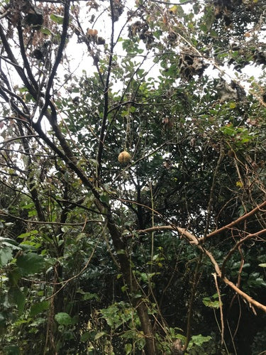 Chayote — Bild 4 von 8