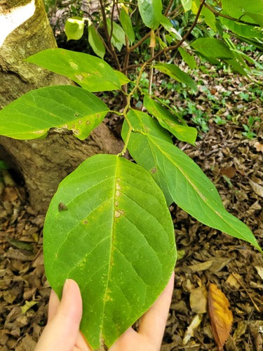 Cherimoya — Bild 4 von 5