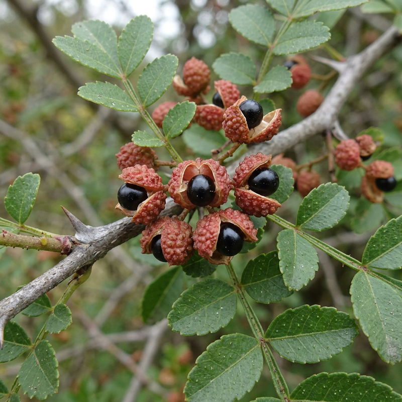 Chinesischer Pfeffer (Zanthoxylum simulans), KI-Illustration