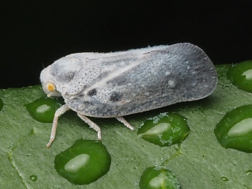 Citrus-Schildzikade — Bild 4 von 10