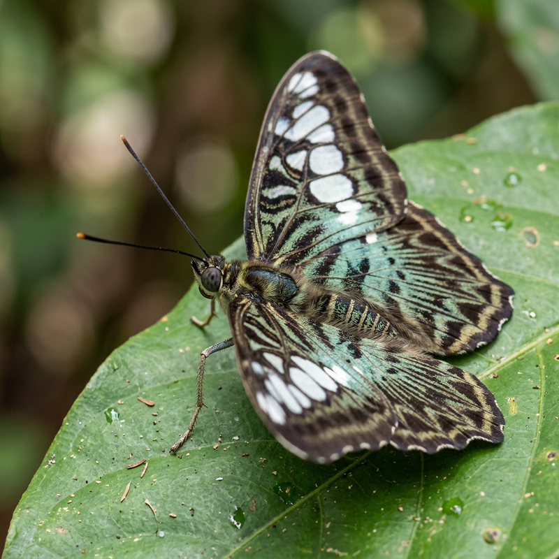 Clipper (Parthenos sylvia), KI-Illustration