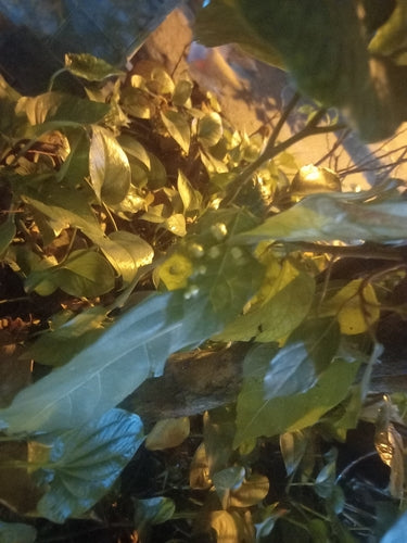 Cluster-Feige — Bild 1 von 8