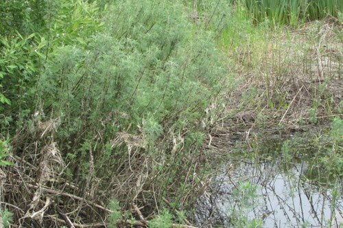 Colakraut — Bild 3 von 8