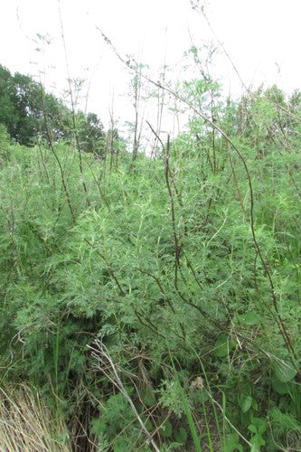 Colakraut — Bild 4 von 8