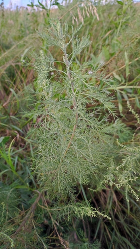 Colakraut — Bild 2 von 8
