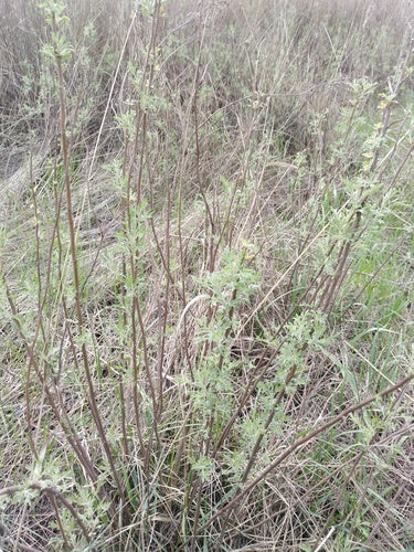 Colakraut — Bild 5 von 8