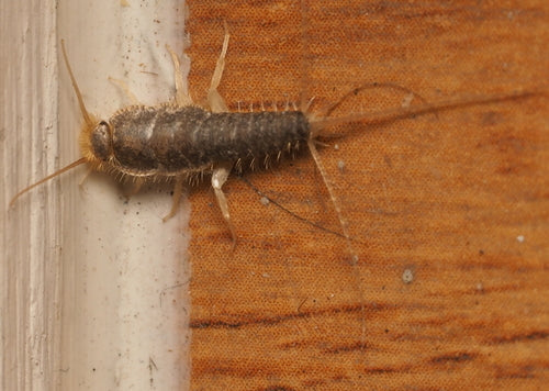 Ctenolepisma Longicaudata — Bild 2 von 8