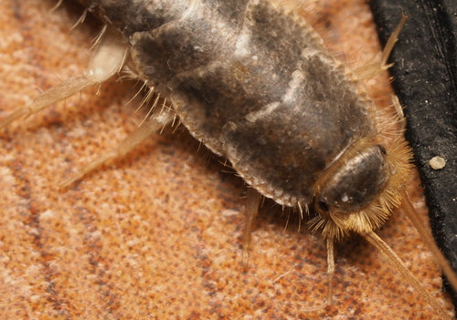 Ctenolepisma Longicaudata — Bild 4 von 8