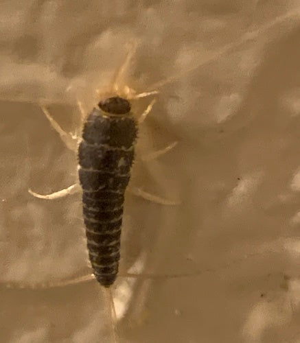 Ctenolepisma Longicaudata — Bild 1 von 8