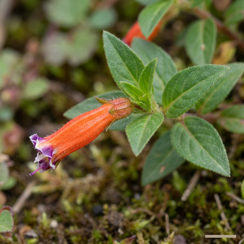 Cuphea (Cuphea ignea), KI-Illustration