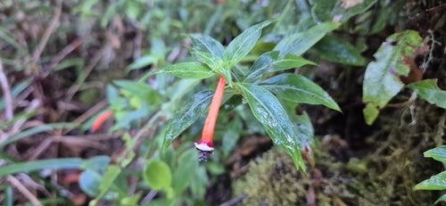 Cuphea — Bild 4 von 7