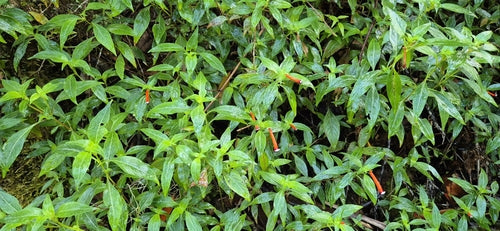 Cuphea — Bild 3 von 7