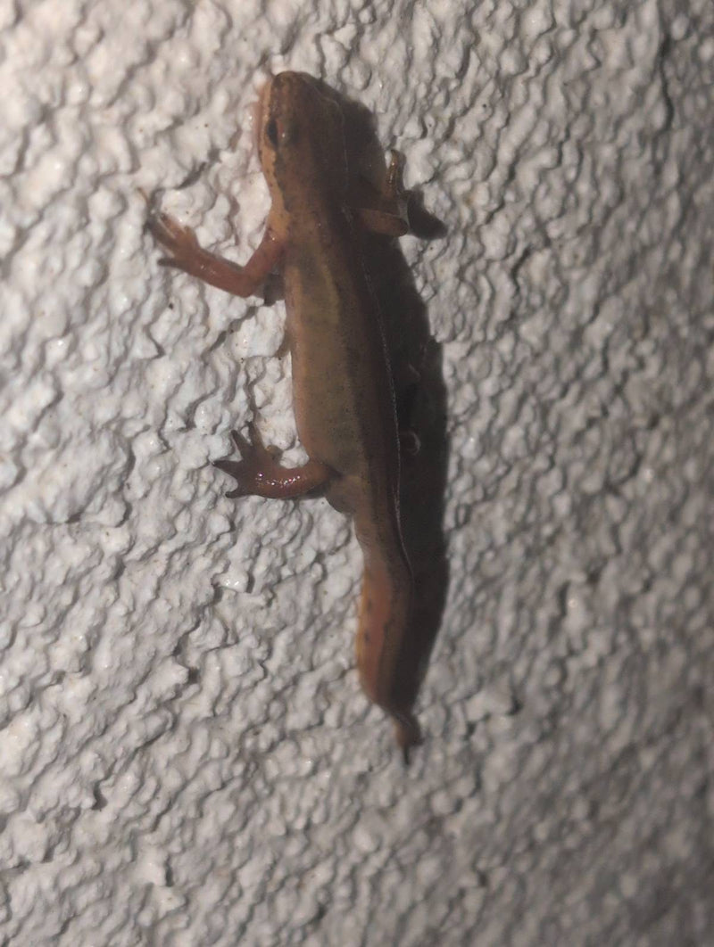 Teichmolch — Bild 3