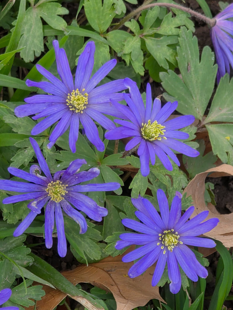 Auf dem Bild sind mehrere blau-violette Blüten des Balkan-Windröschens mit gelben Staubblättern zu sehen. Sie wachsen auf dem Waldboden umgeben von grünen Bl...