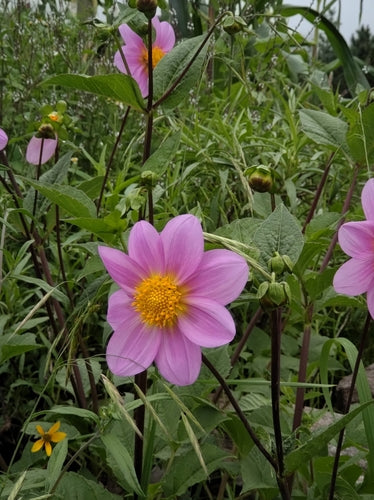 Dahlien — Bild 2 von 12