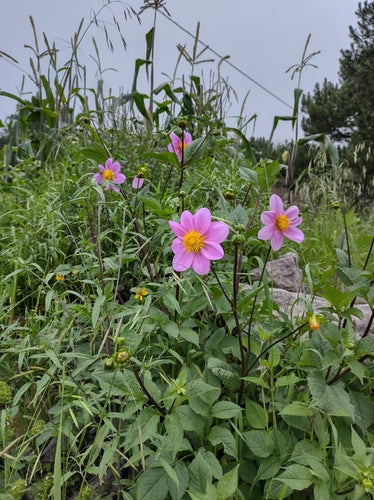 Dahlien — Bild 1 von 12
