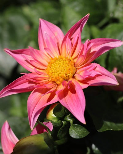 Dahlien — Bild 5 von 12
