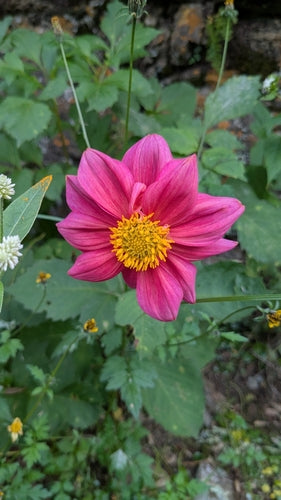Dahlien — Bild 3 von 12