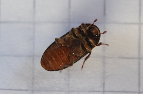 Dermestes Bicolor — Bild 5 von 8