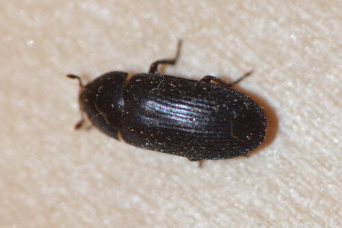 Dermestes Bicolor — Bild 3 von 8