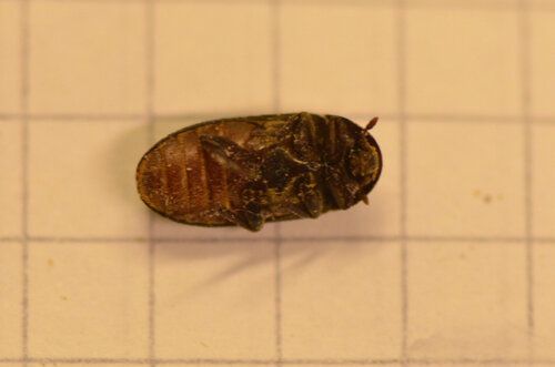 Dermestes Bicolor — Bild 2 von 8