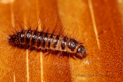 Dermestes Haemorrhoidalis — Bild 2 von 8