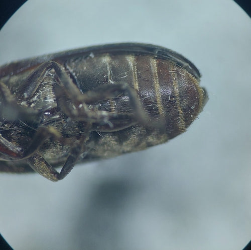 Dermestes Haemorrhoidalis — Bild 5 von 8