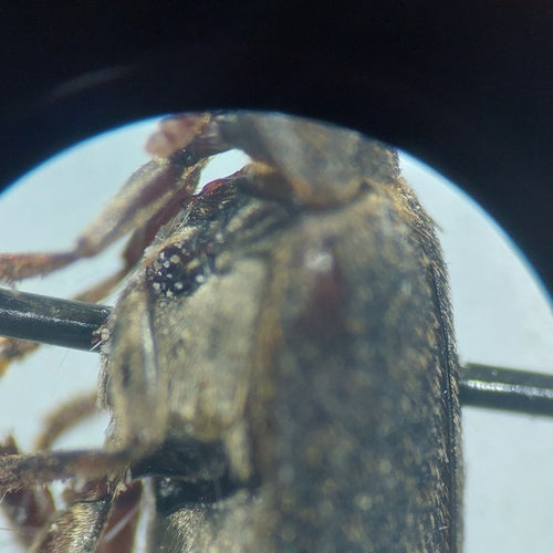 Dermestes Haemorrhoidalis — Bild 4 von 8